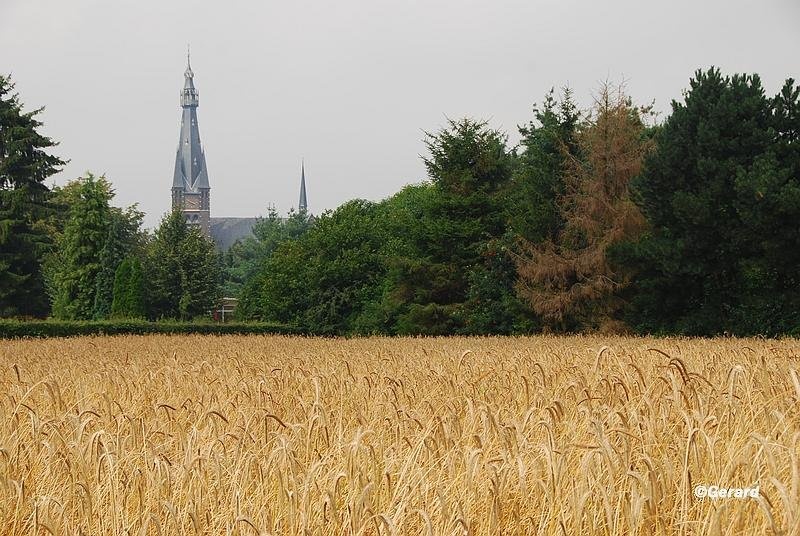 Nostalgisch korenveld aan de Groenstraat.JPG - Nostalgisch korenveld aan de Groenstraat